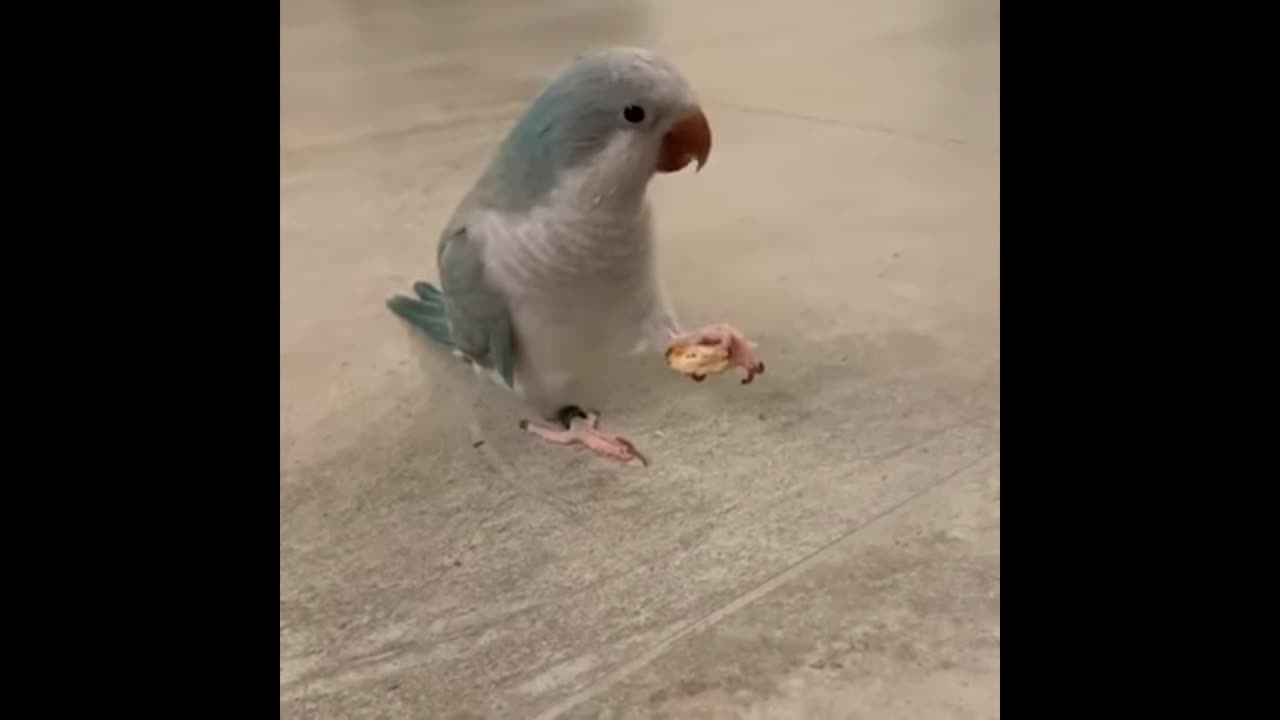 Parrot eating food cyut video