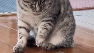 Funny Animal Video: Cat Plays Like a Pro! 😹🎾
