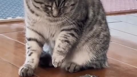 Funny Animal Video: Cat Plays Like a Pro! 😹🎾