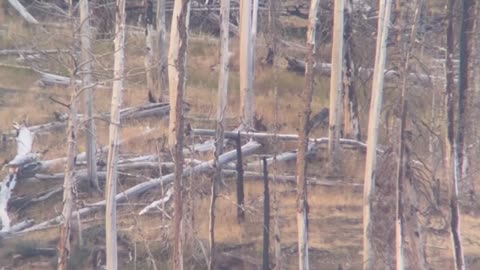 🤯✨ You Won't Believe How Experience Helps Spot This Elk! | FeedMyCuriosity