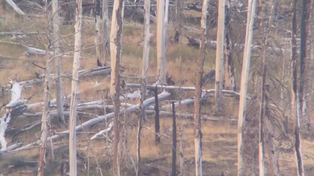 🤯✨ You Won't Believe How Experience Helps Spot This Elk! | FeedMyCuriosity