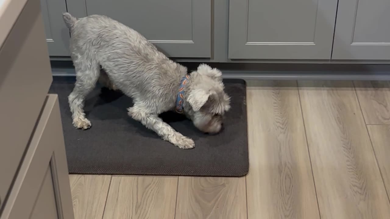 Sourdough Loaf Shivers Schnauzer's Timbers