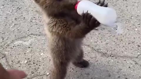 A rescued bear eagerly drinks milk from a bottle