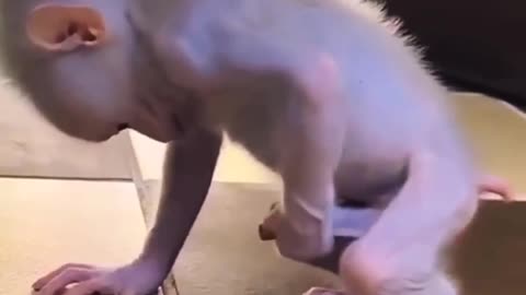 funny animals videos