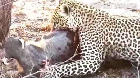 Leopard vs. Boar, Animal Kingdom