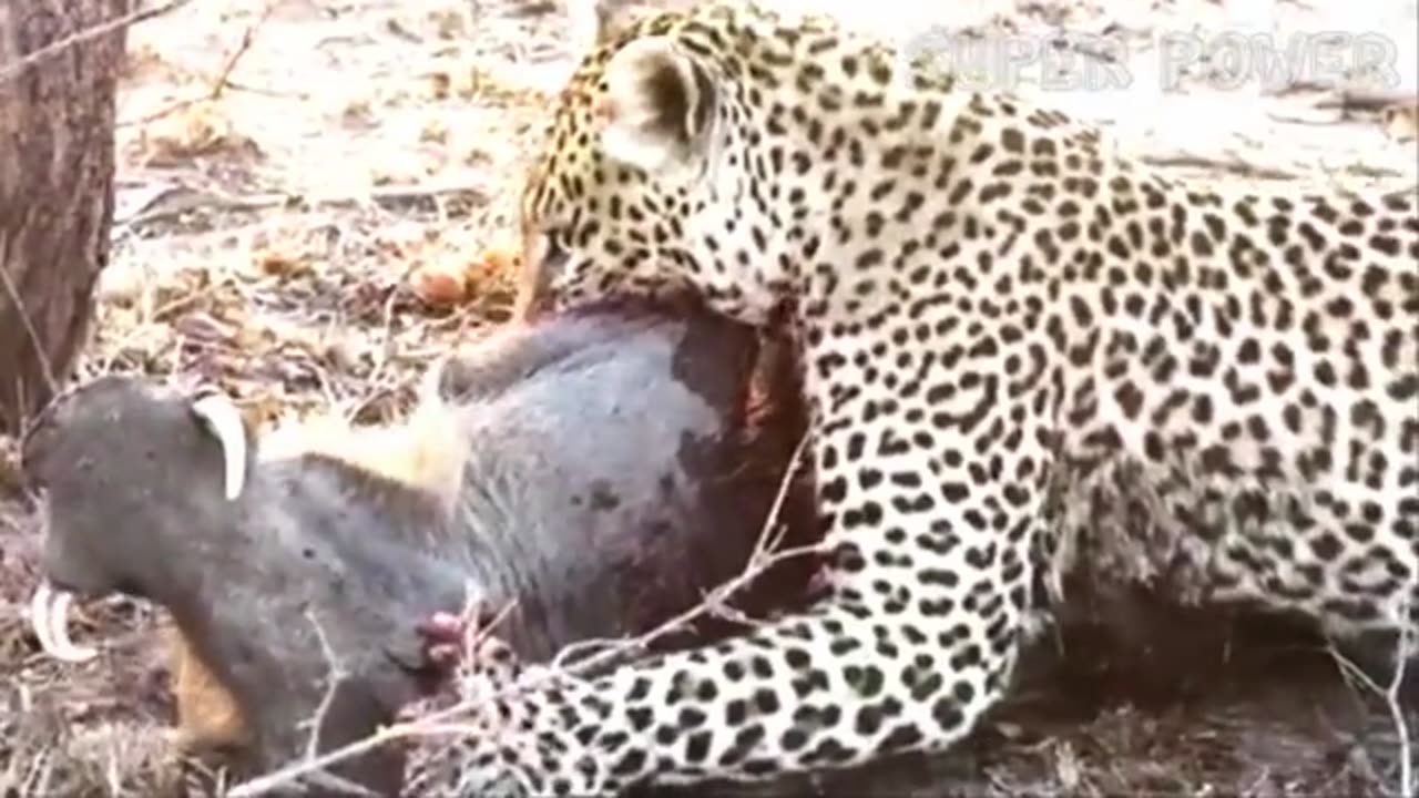 Leopard vs. Boar, Animal Kingdom