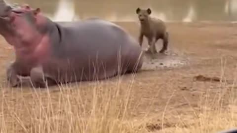 Do not approach hippos from the rear