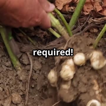 Grow These and Never Worry About Food Again!