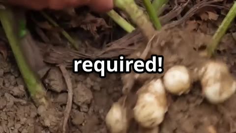 Grow These and Never Worry About Food Again!