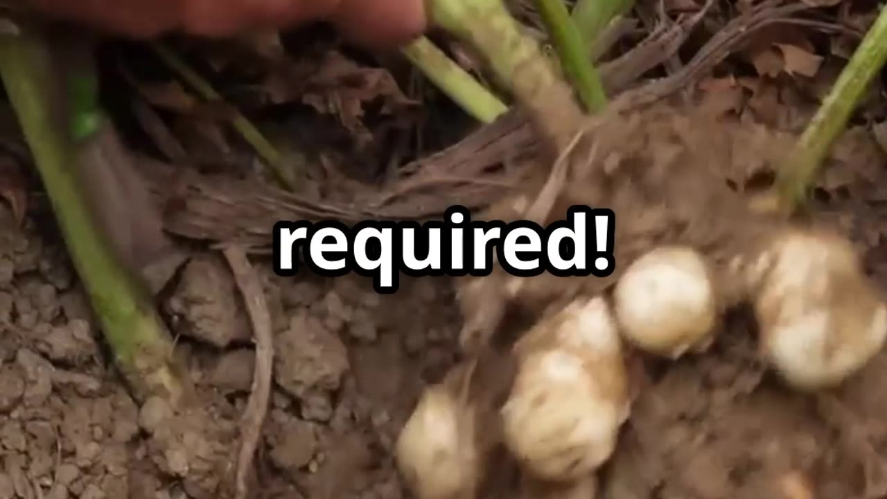Grow These and Never Worry About Food Again!