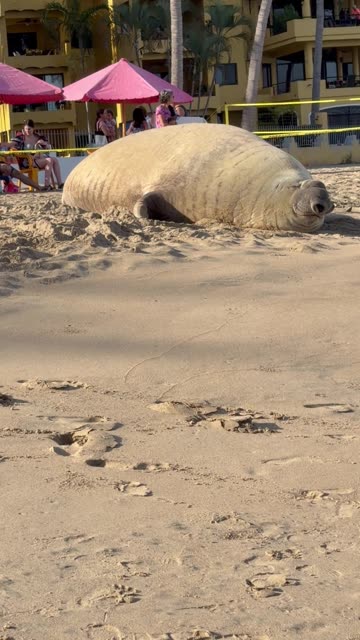 Panchito the Elephant Seal