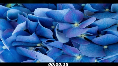 Blue butterfly puzzle: Have a blue butterfly among the flowers, don't answer too fast