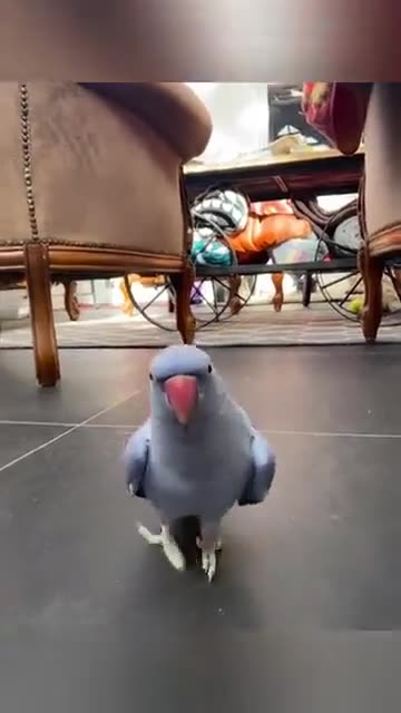 FLAMBOYANT MONDAY 1/19/26