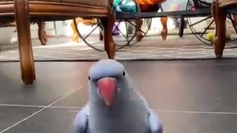 FLAMBOYANT MONDAY 1/19/26