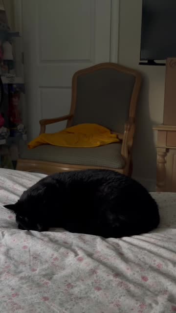 Cute Precious Piper is a Warm Bed Loaf - My Adopted Shelter Cat Vlog #shorts