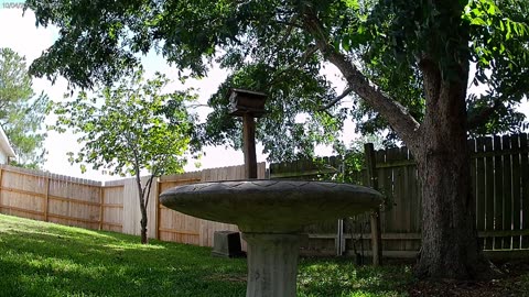 001 Backyard Video of Birds & Squirrels on October 4th of 2025