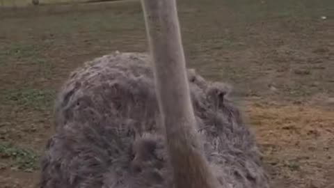 Is she asking a "right guy"?