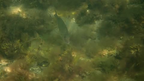 fishy close up (7) ns