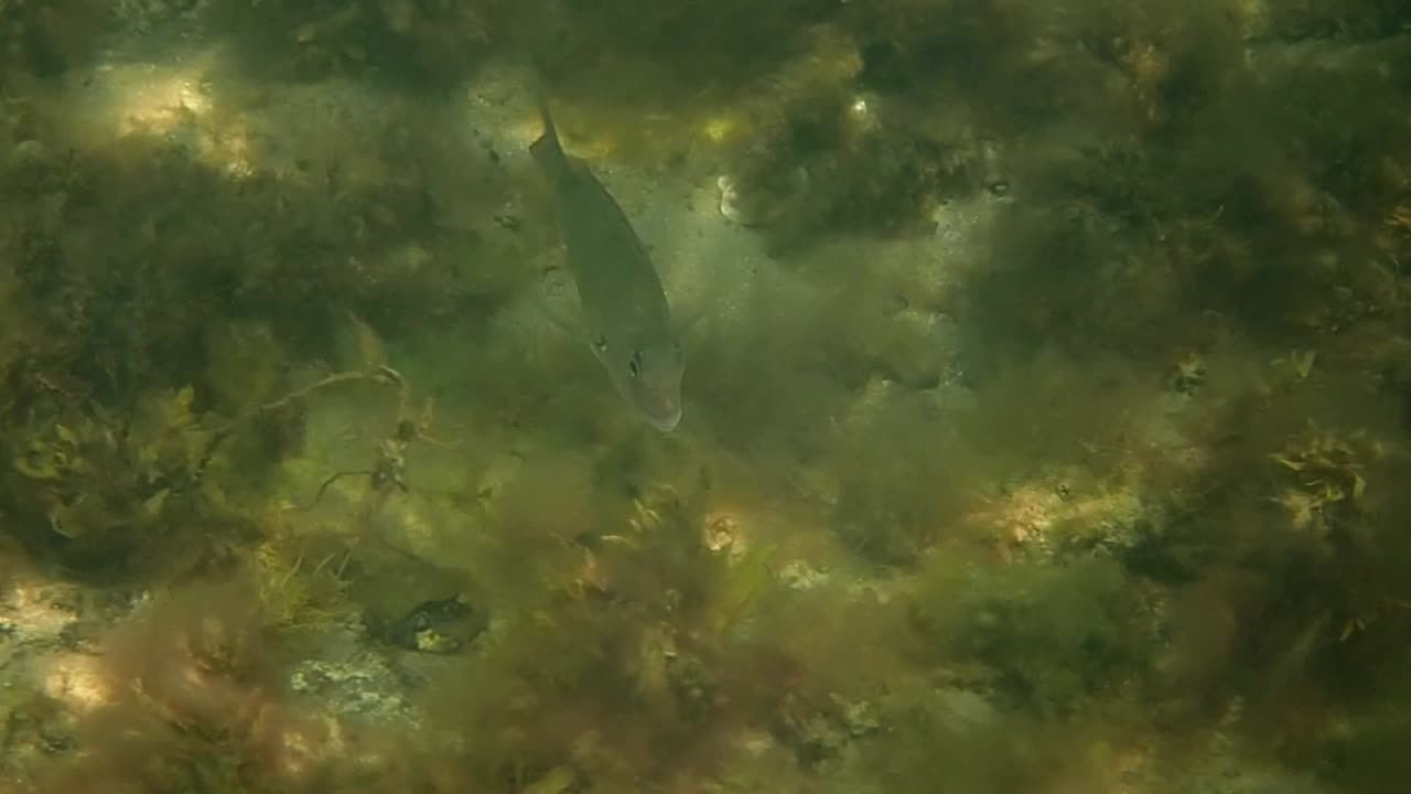 fishy close up (7) ns