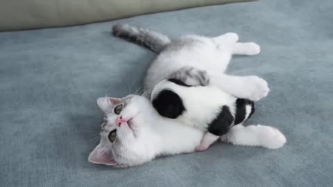 Kitten's Reaction To Seeing Newborn Puppy For The First Time Is Heartwarming
