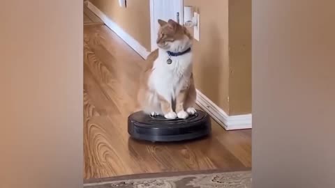 Funny cats 2024 Funny animal videos Funny dogs and cats videos 2024