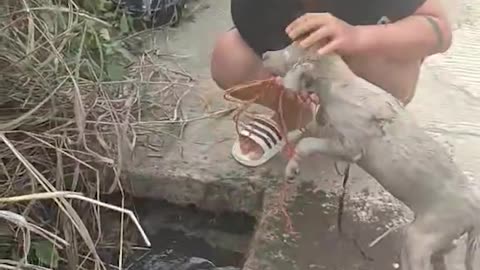 Dog Rescued from Sewer and Adopted