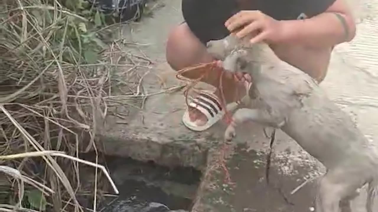 Dog Rescued from Sewer and Adopted