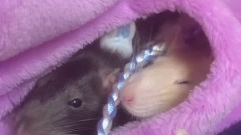 The More Tired Enid Gets, the More Awake Wednesday Becomes! 🐭💤❤️