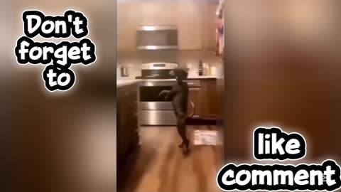 Humans & Animals in Total Chaos 😂 | Unexpected Funny Moments You Won’t Believe!