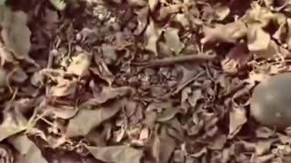 A man found a chameleon lying motionless on the side of the road and then