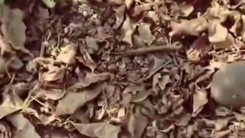 A man found a chameleon lying motionless on the side of the road and then