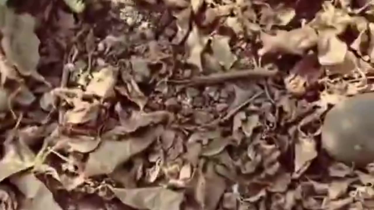 A man found a chameleon lying motionless on the side of the road and then