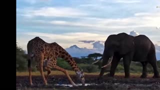 Elephant Attacks A Giraffe!