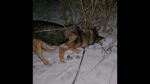 Virgil german shepherd.