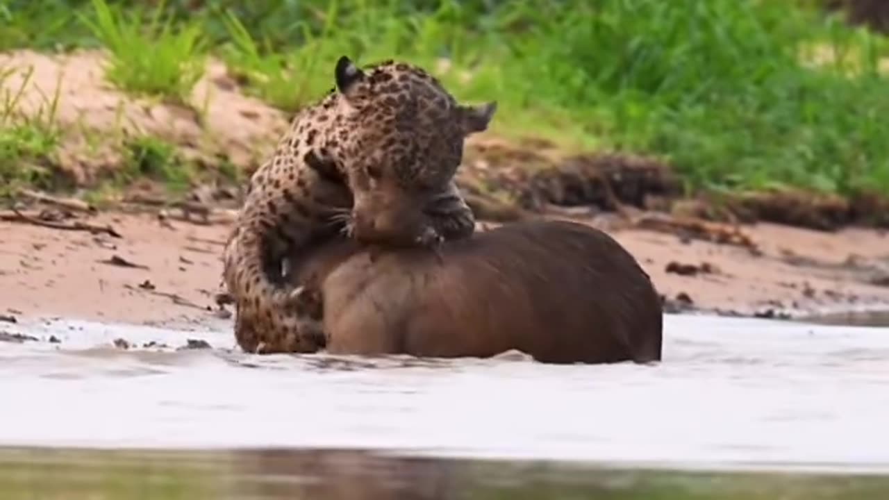 😲 The leopard's epic hunt