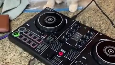 Funniest Cats Laughter Chaos