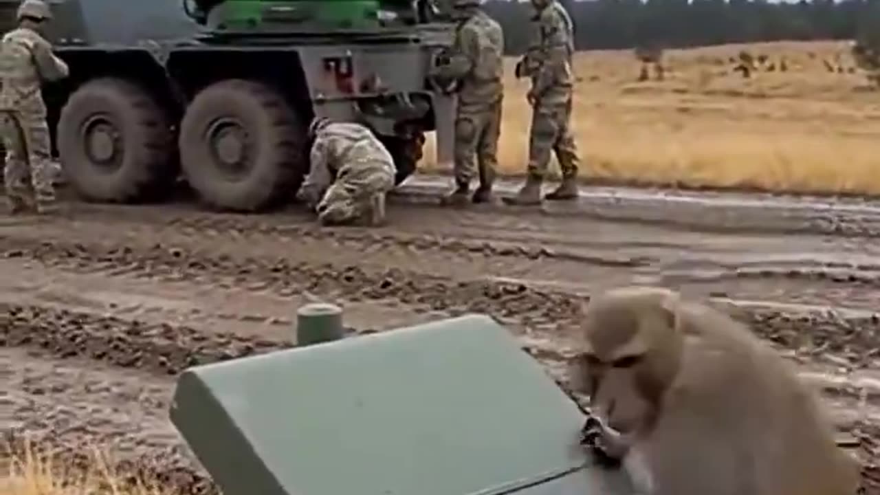 Avoid monkeys when in battle field