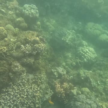 Snorkeling Day, New Year 2025