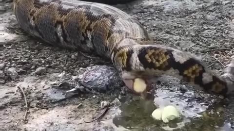 😮🐍 When A Python Does Its Business! The World's Largest Snake Has Some Work To Do | FeedMyCuriosity