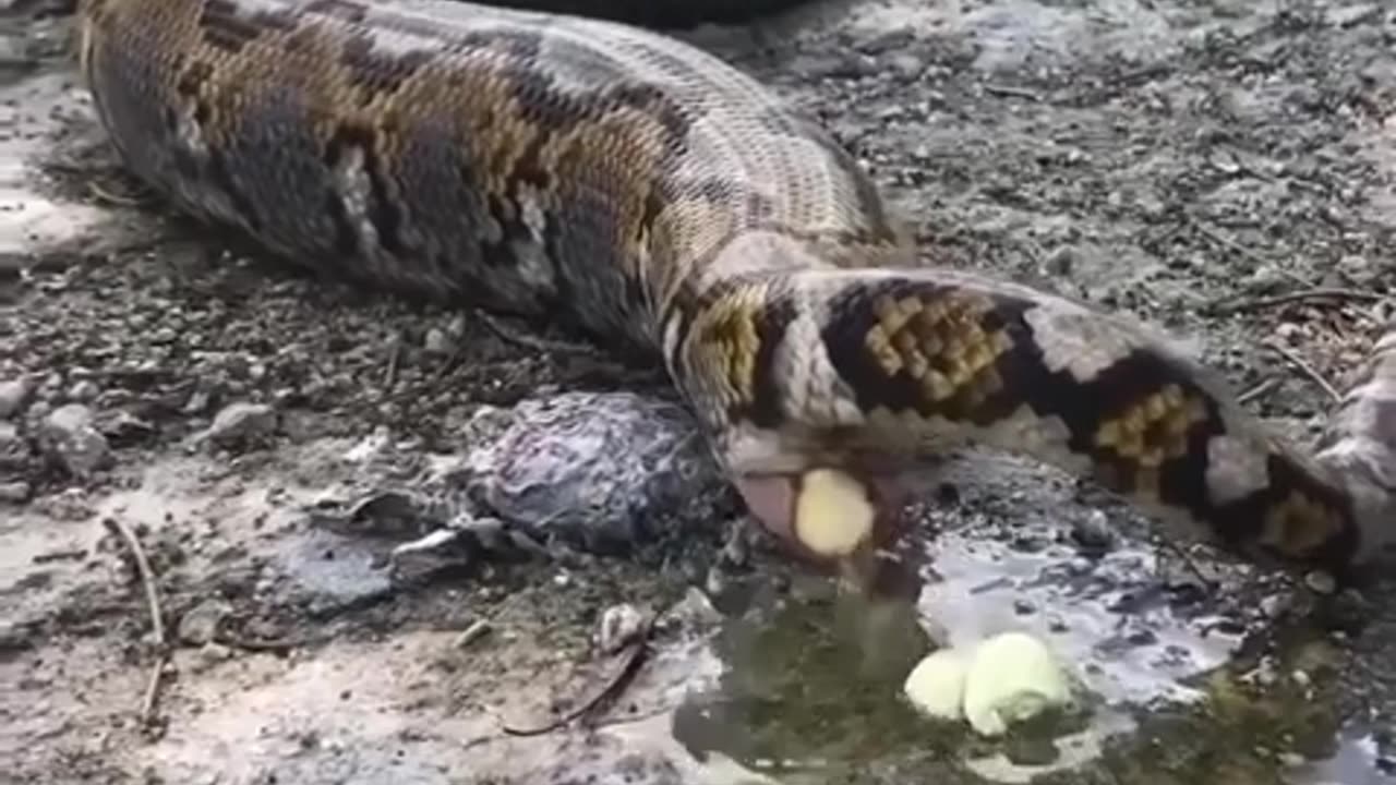 😮🐍 When A Python Does Its Business! The World's Largest Snake Has Some Work To Do | FeedMyCuriosity
