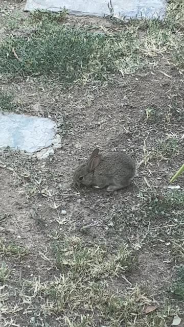 Baby Hare