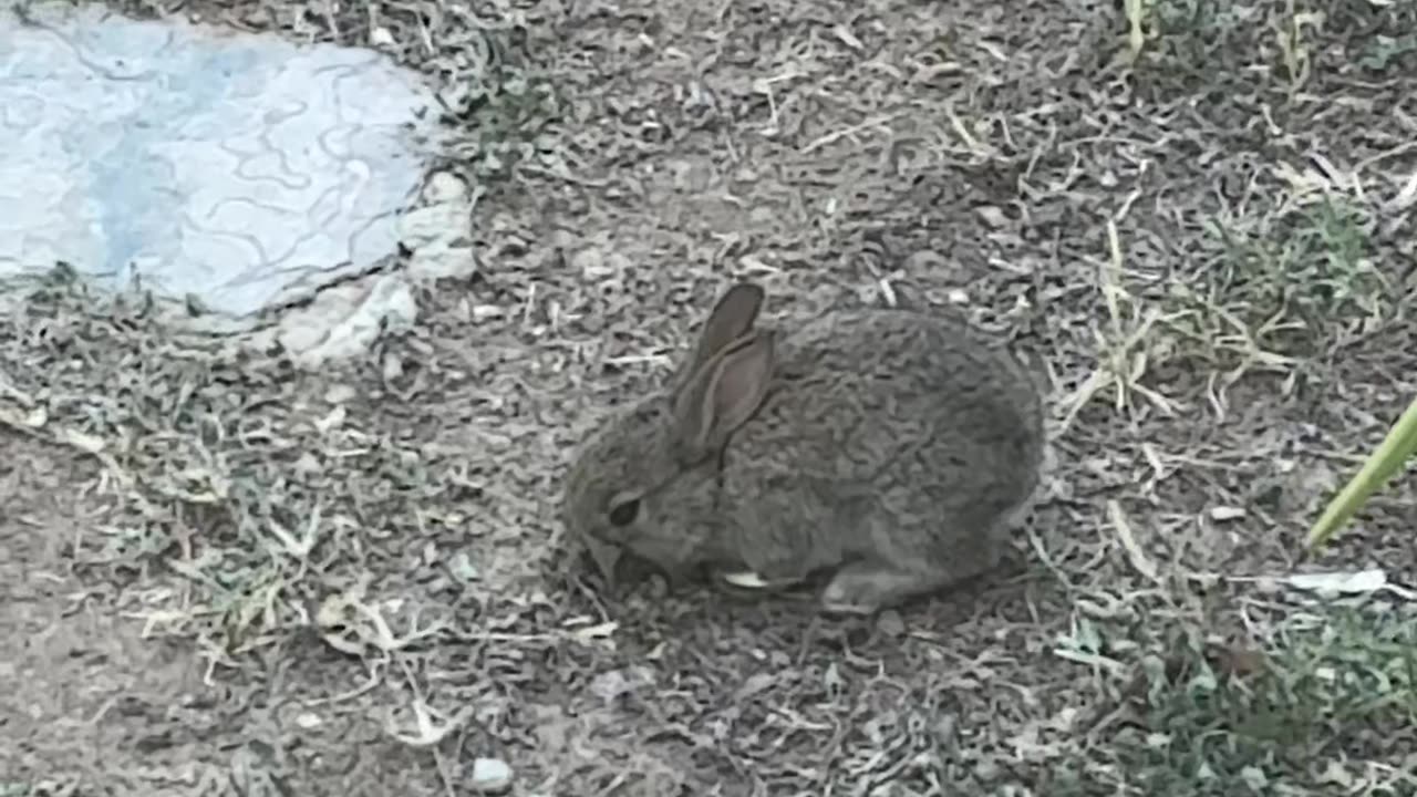 Baby Hare