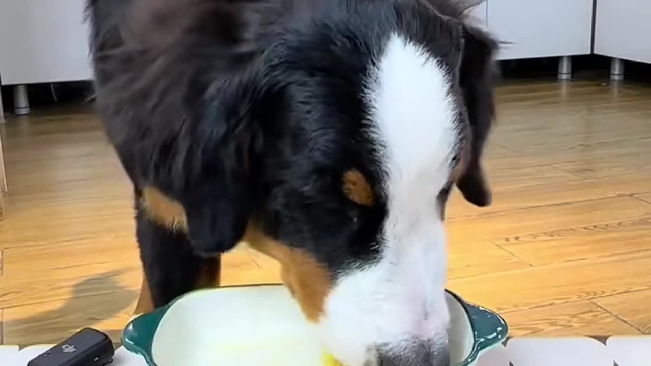 A Delicious Feast for Your Furry Friend: The Right Way to Enjoy Mealtime for Dogs