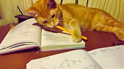 🤯 200-IQ Cats Caught Speaking PERFECT English – Only Geniuses Will Understand Every Word!