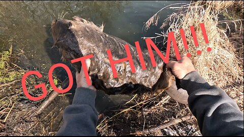 spring beaver trapping