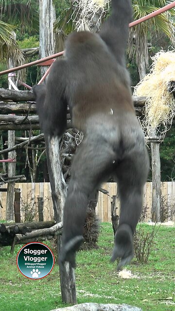 Aybo trying to get up to the platform