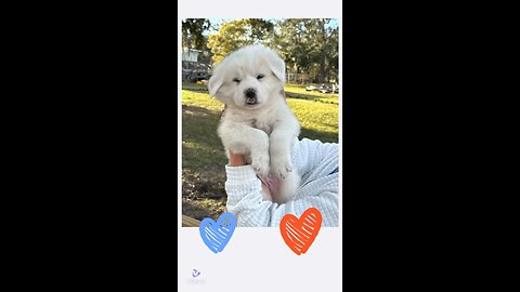 Great Pyrenees puppies are so darn cute.