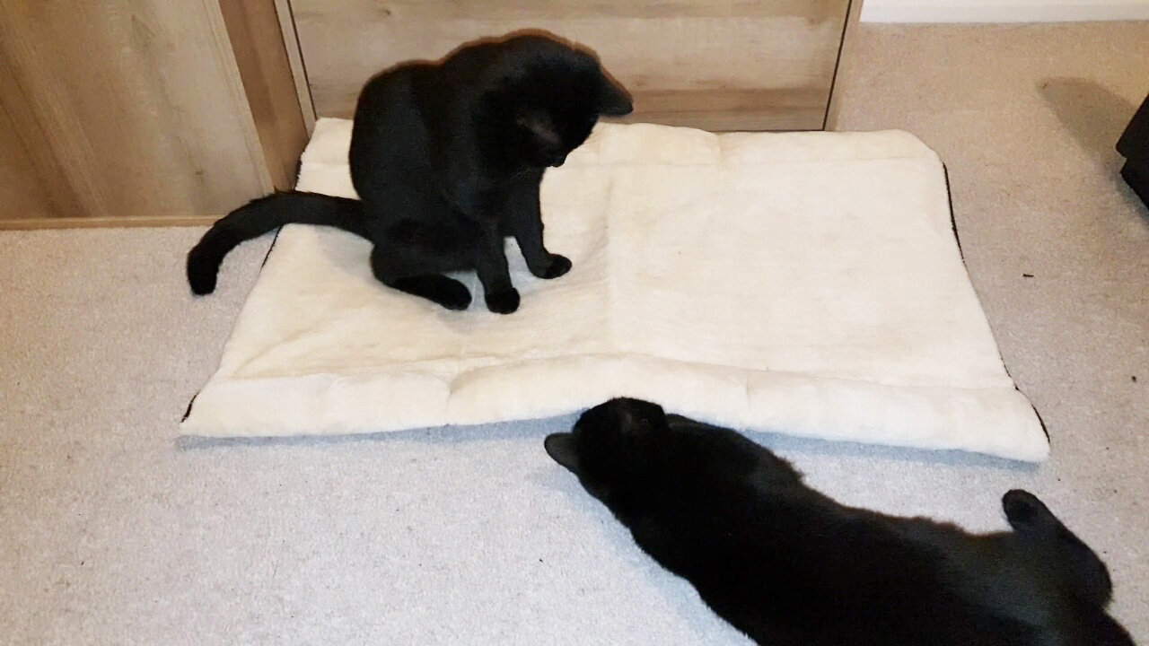 Kitten Luna and Kitten Thor having some good time