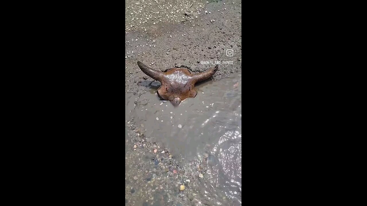 Pulling an old bison skull out after floodwaters recede.