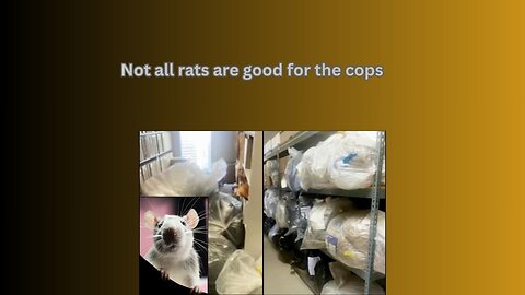 Houston drug cases stopped because of drug addicted rats